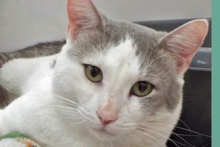 Adopt a friend: Linus